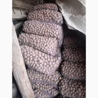 Продам дрібну картоплю