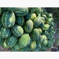 Продам смачні кавуни