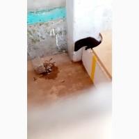 Продам американську норку