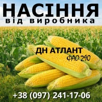 Насіння кукурудзи ДН Атлант / від виробника / ФАО 290