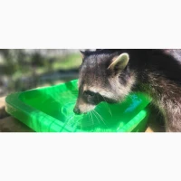 Єнот полоскун ручні, пара