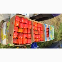 Продам перець кубовидний