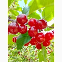Продам свіжу вишню.Урожай 2026