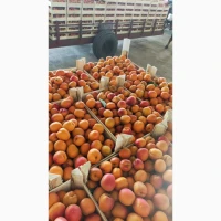 Продам абрикос из Молдавии