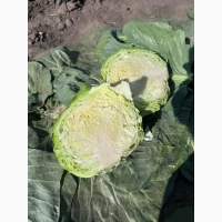 Продам качественную капусту