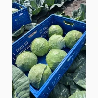 Продам качественную капусту