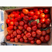 Продам помидоры Асвон и сливку