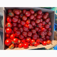 Продам помидоры Асвон и сливку