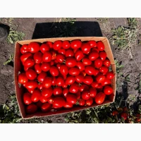 Продам помидоры Асвон и сливку