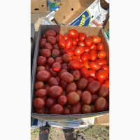 Продам помидоры Асвон и сливку