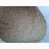 Семена укропа Алигатор 2026 года