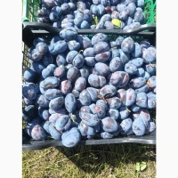 Продам Сливу Стенлей