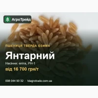 Пшениця тверда озима Янтарний: сертифіковане насіння (СГІ, Одеса), від 16 700 грн/т