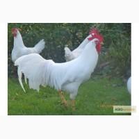 Куры породы Итальянская несучка белая
