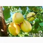 Продам 2-х летние саженцы Абрикоса