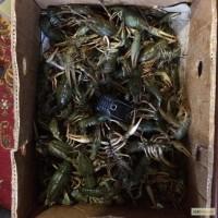 Куплю Раки ОПТ
