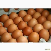Продам оптом куриное яйцо