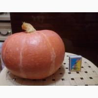 Продаю мускатний гарбуз, сорт конфетка