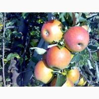 Саджанці яблунь для промилових та домашніх садів. Більше 30 сортів