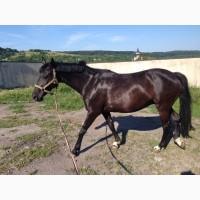 Кобила Української верхової породи