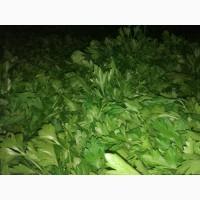 Продам зелень петрушки, можлива доставка