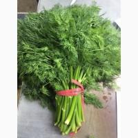 Продам укроп Иран
