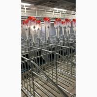 Будівництво і реконструкція свиноферм ПІД КЛЮЧ