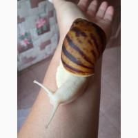 Продам равликів