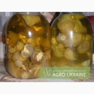 Продам настойку гриба веселки обыкновенной