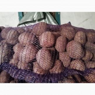 Продам картофель