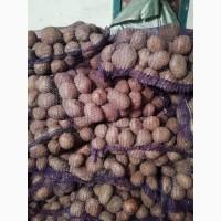 Продам картофель