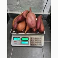 Органический батат, батат, сладкий картофель