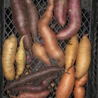 Органический батат, батат, сладкий картофель