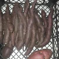Органический батат, батат, сладкий картофель