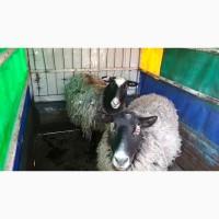 Перевезу Вашу худобу по Україні (корови, свині, вівці, кози)