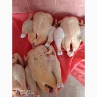 Продам домашні кури