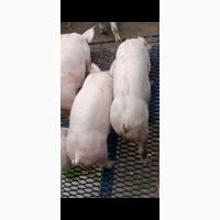 Продам поросят