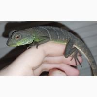 Ручные водяные агамы для содержания дома