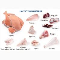 Мясо индейки