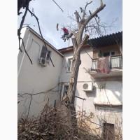 Убокра участков, расчистка спил деревьев. Одесса