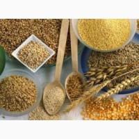 Закуповуємо зернові, бобові та олійні культури