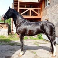 Продам коня 6 років