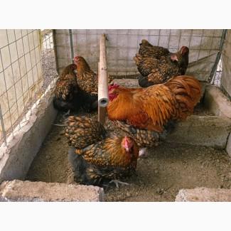 Інкубаційне яйце кур, Орпінгтон палевий, срібло, золото