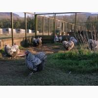 Інкубаційне яйце кур, Орпінгтон палевий, срібло, золото