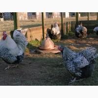 Інкубаційне яйце кур, Орпінгтон палевий, срібло, золото