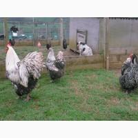 Інкубаційне яйце кур, Орпінгтон палевий, срібло, золото