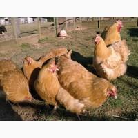 Інкубаційне яйце кур, Орпінгтон палевий, срібло, золото