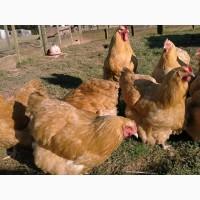 Інкубаційне яйце кур, Орпінгтон палевий, срібло, золото