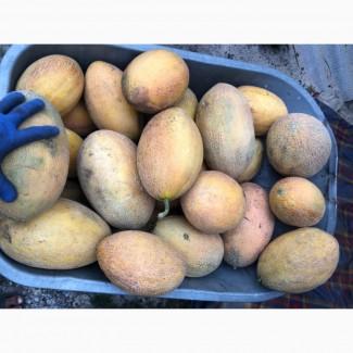 Продам дыню