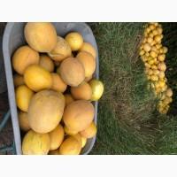 Продам дыню